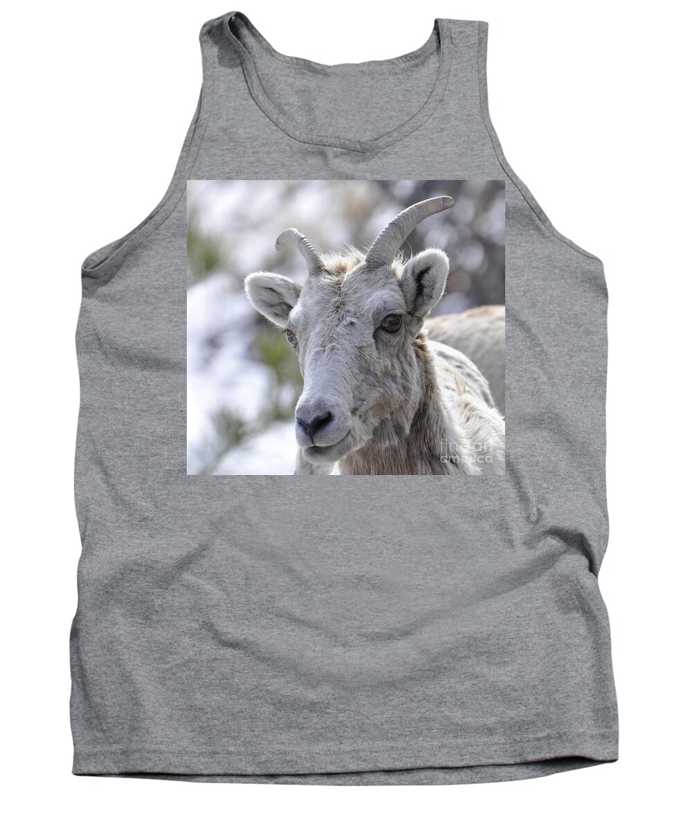 Mountain Sheep Tank Top featuring the photograph How Close Is Too Close by Dorrene BrownButterfield