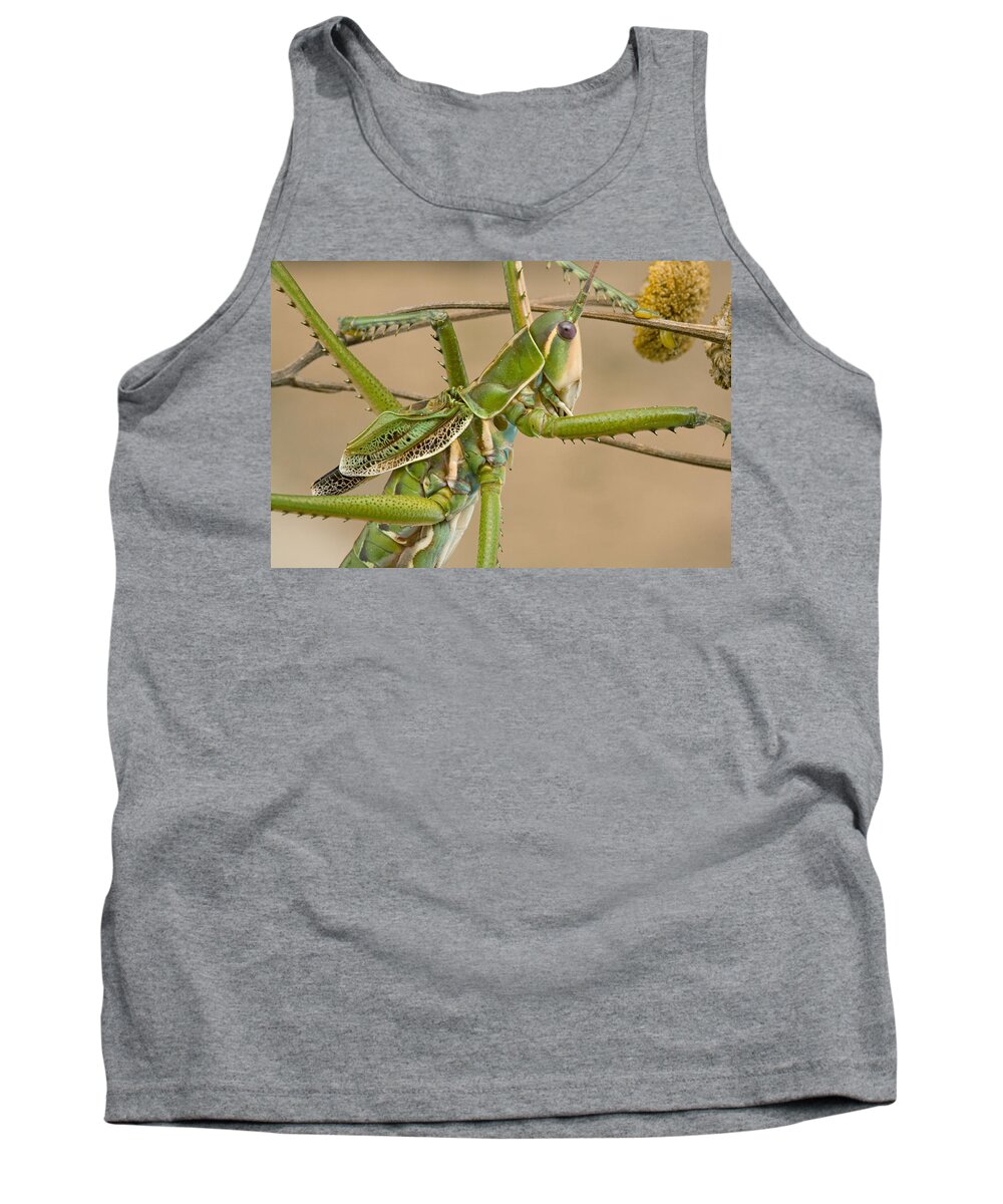 00298635 Tank Top featuring the photograph Katydid Showing Small Wings South Africa by Piotr Naskrecki