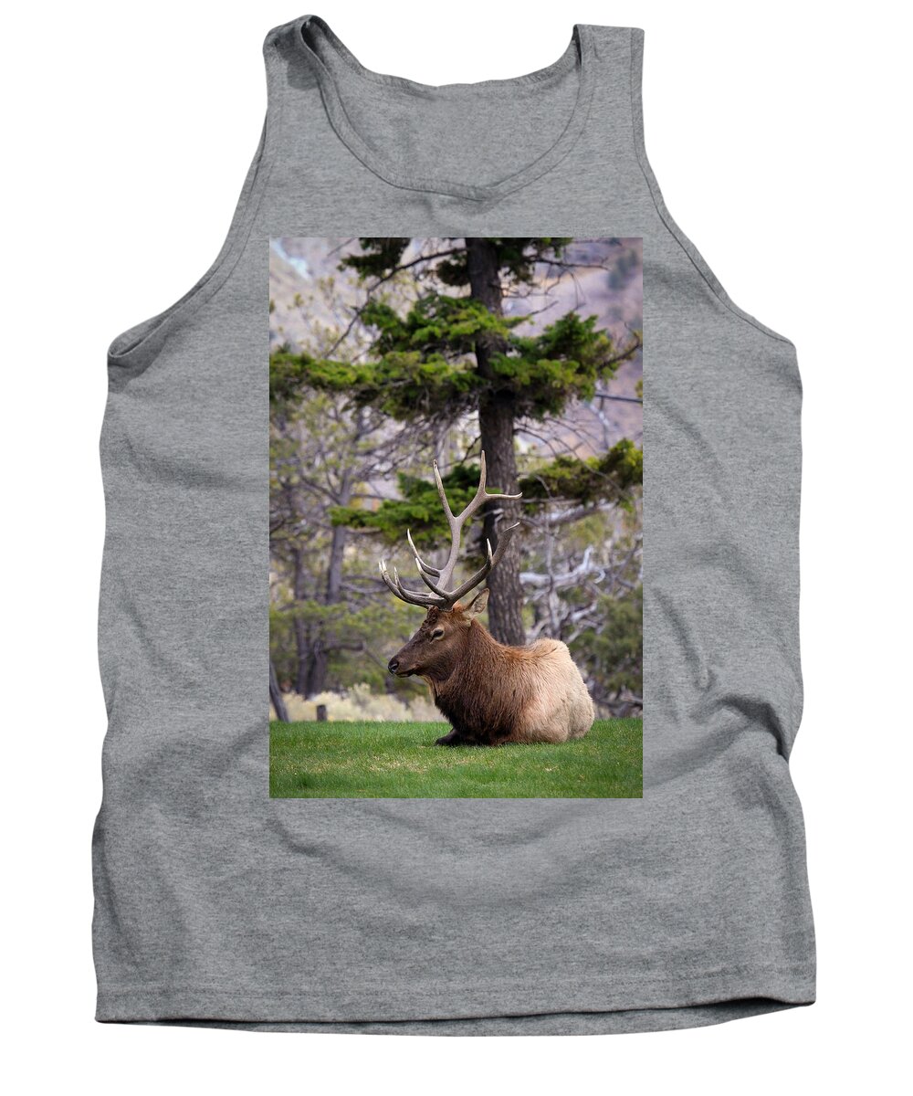 Bull Elk Tank Top featuring the photograph On The Grass by Steve McKinzie