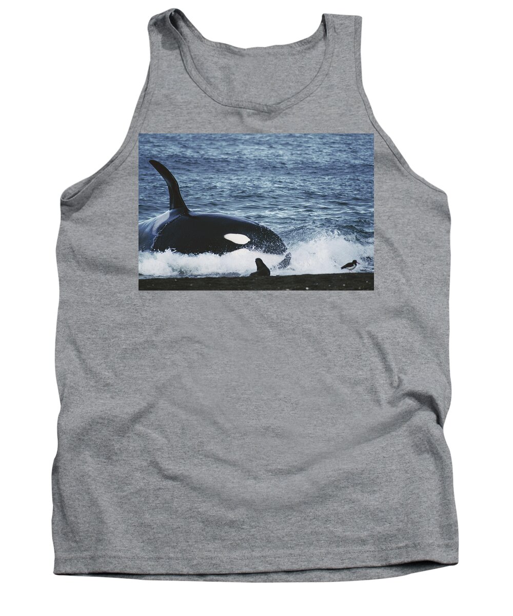 Mp Tank Top featuring the photograph Orca Orcinus Orca Hunting South by Hiroya Minakuchi