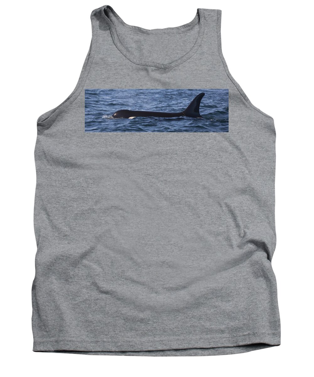 Mp Tank Top featuring the photograph Orca Orcinus Orca Surfacing Showing by Matthias Breiter