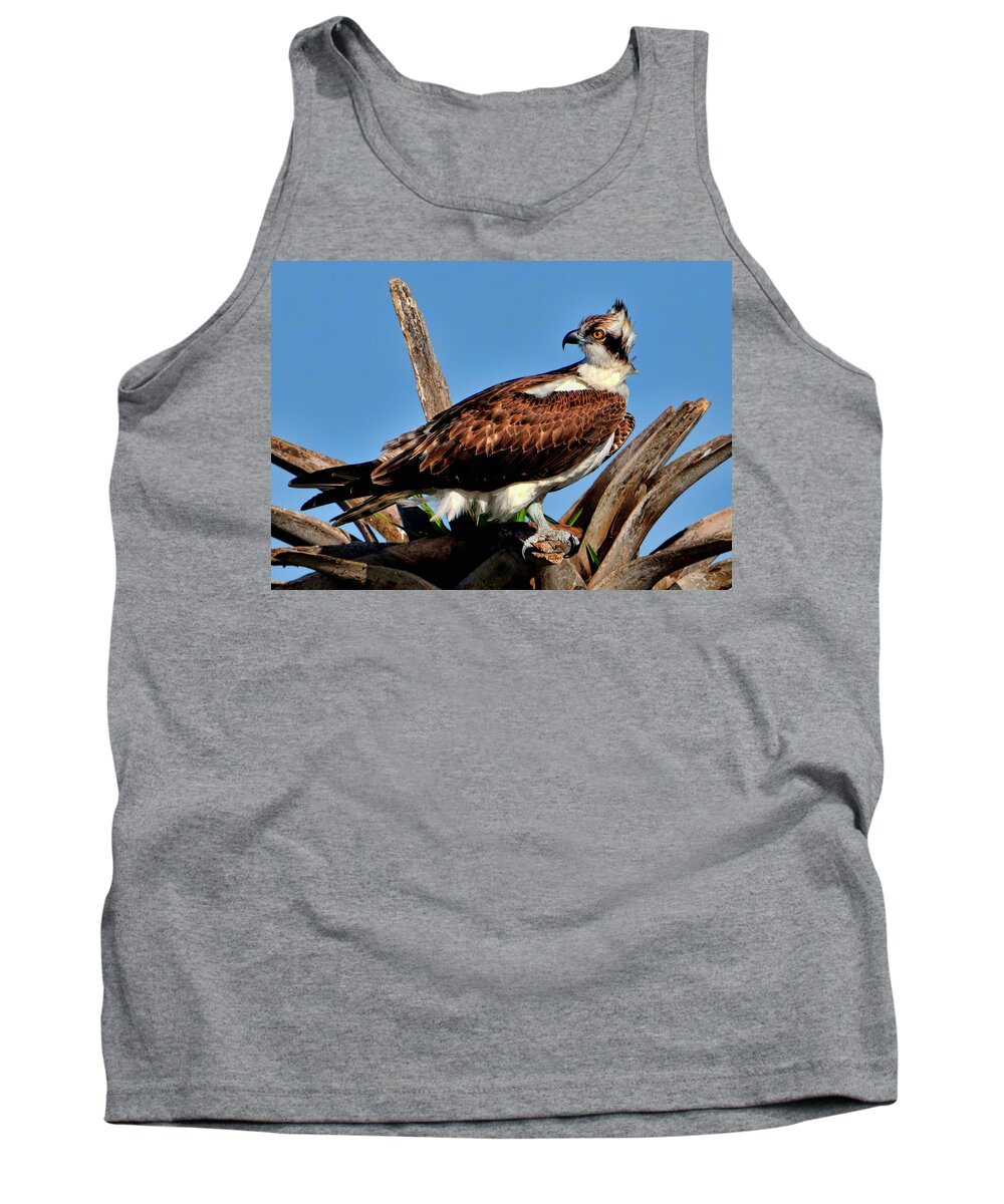 Osprey Tank Top featuring the photograph Osprey on a windy morning by Bill Dodsworth