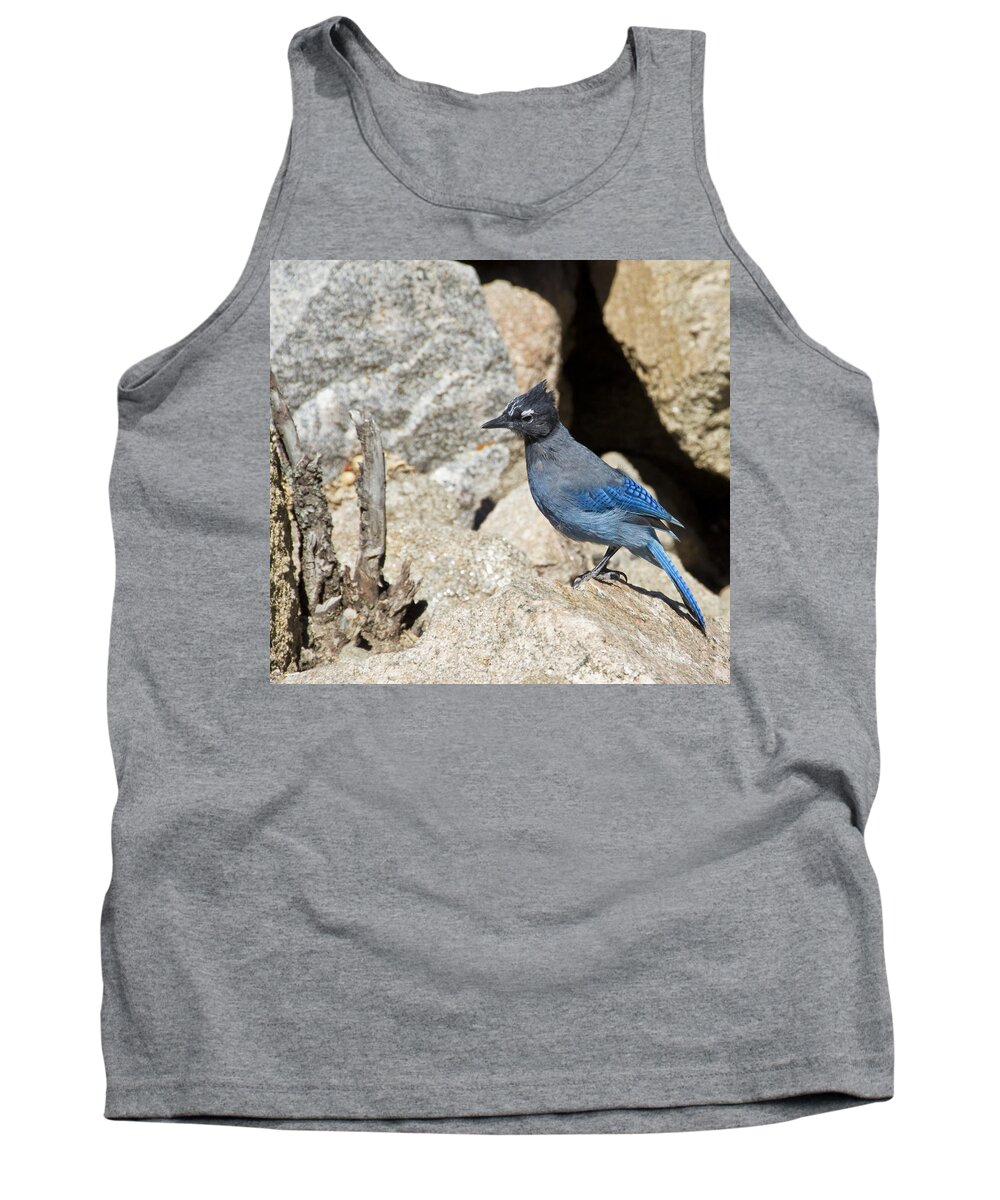 Bird Tank Top featuring the photograph Stellers Jay by Angelina Tamez