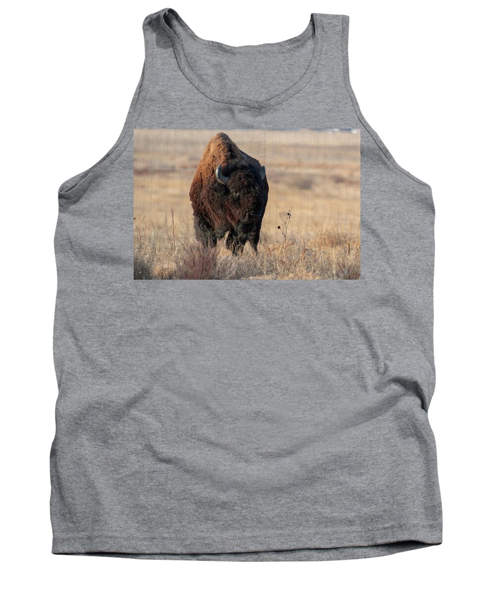 Bison Tank Top featuring the photograph Bison #1 by Catherine Lau