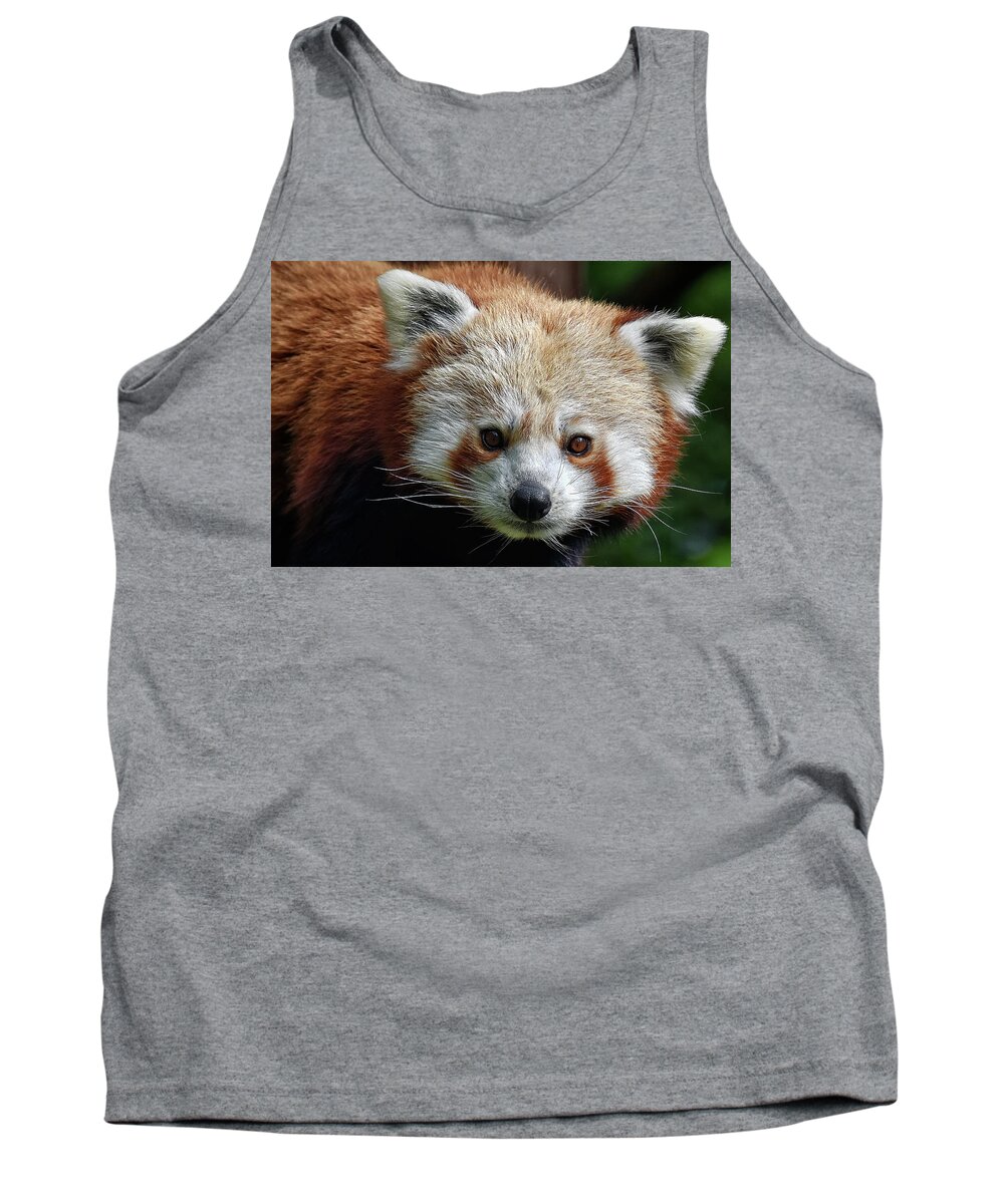 Red Tank Top featuring the photograph Red Panda #1 by Kuni Photography