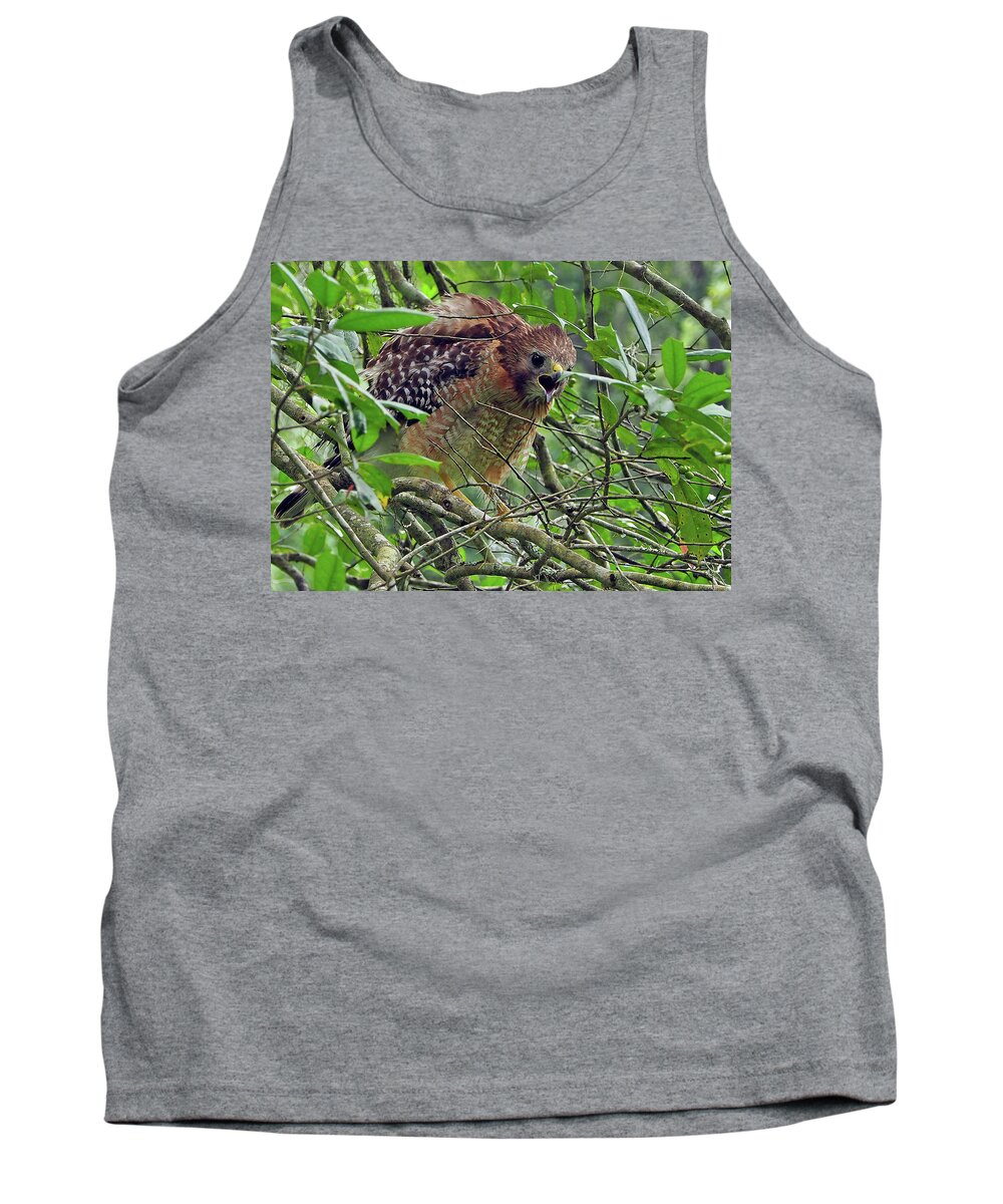Raptor Tank Top featuring the photograph Red-shouldered Hawk #1 by Farol Tomson