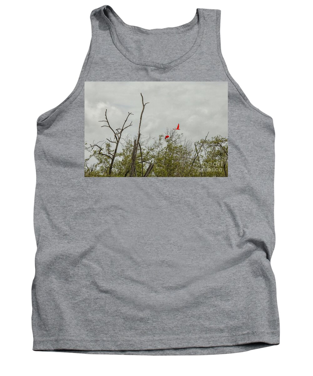 Birds Tank Top featuring the photograph Scarlet Ibis by Patricia Hofmeester