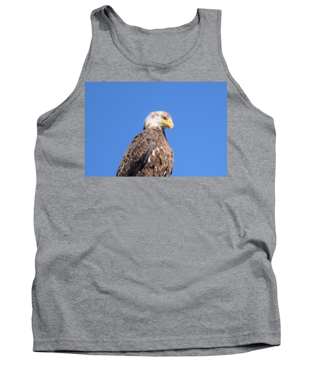 Animal Tank Top featuring the photograph Bald Eagle Juvenile Perched by Margarethe Binkley