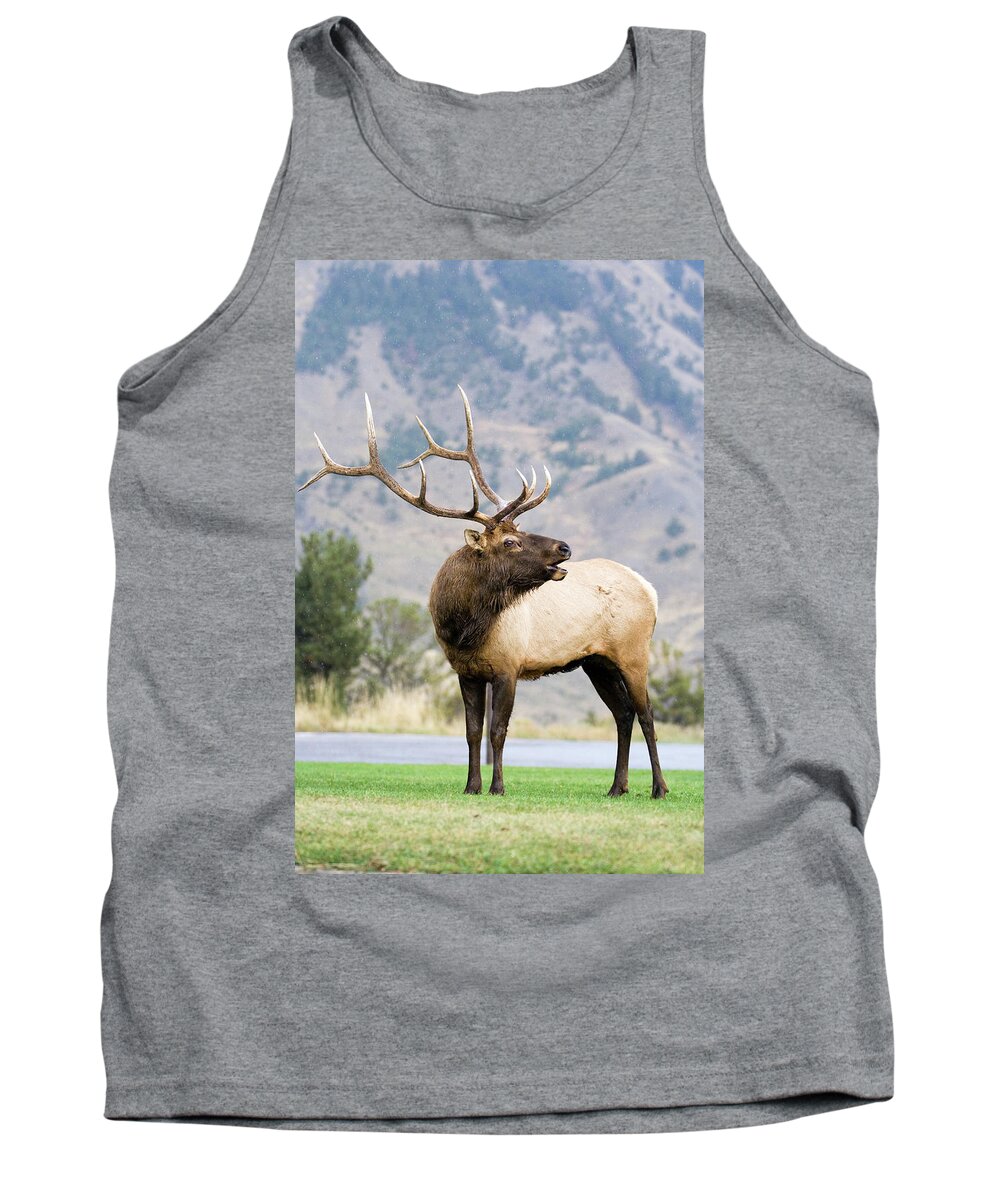 Elk Tank Top featuring the photograph Bull Elk by Wesley Aston