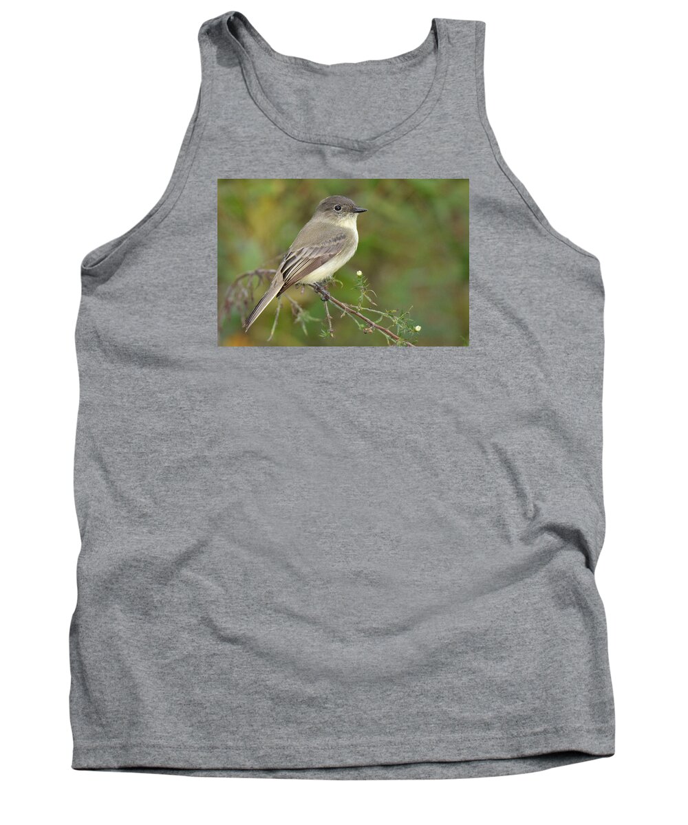 Bird Tank Top featuring the photograph Eastern Phoebe #2 by Alan Lenk