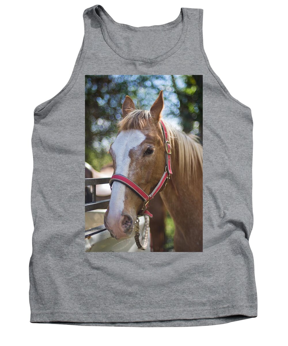 Horse Tank Top featuring the photograph Horse #31 by Mariel Mcmeeking