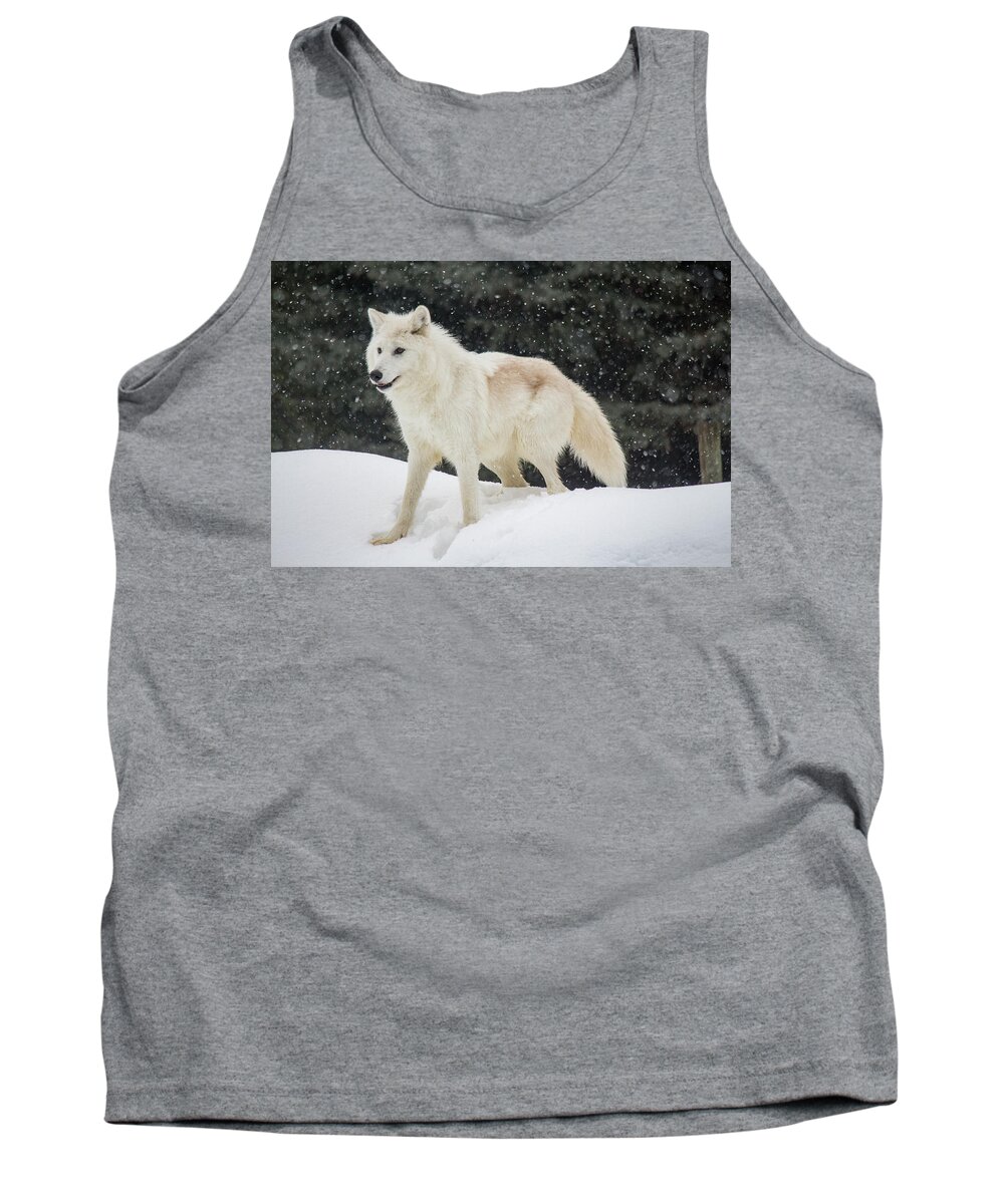 Wolf Tank Top featuring the photograph Arctic Wolf in the Snow by Teresa Wilson