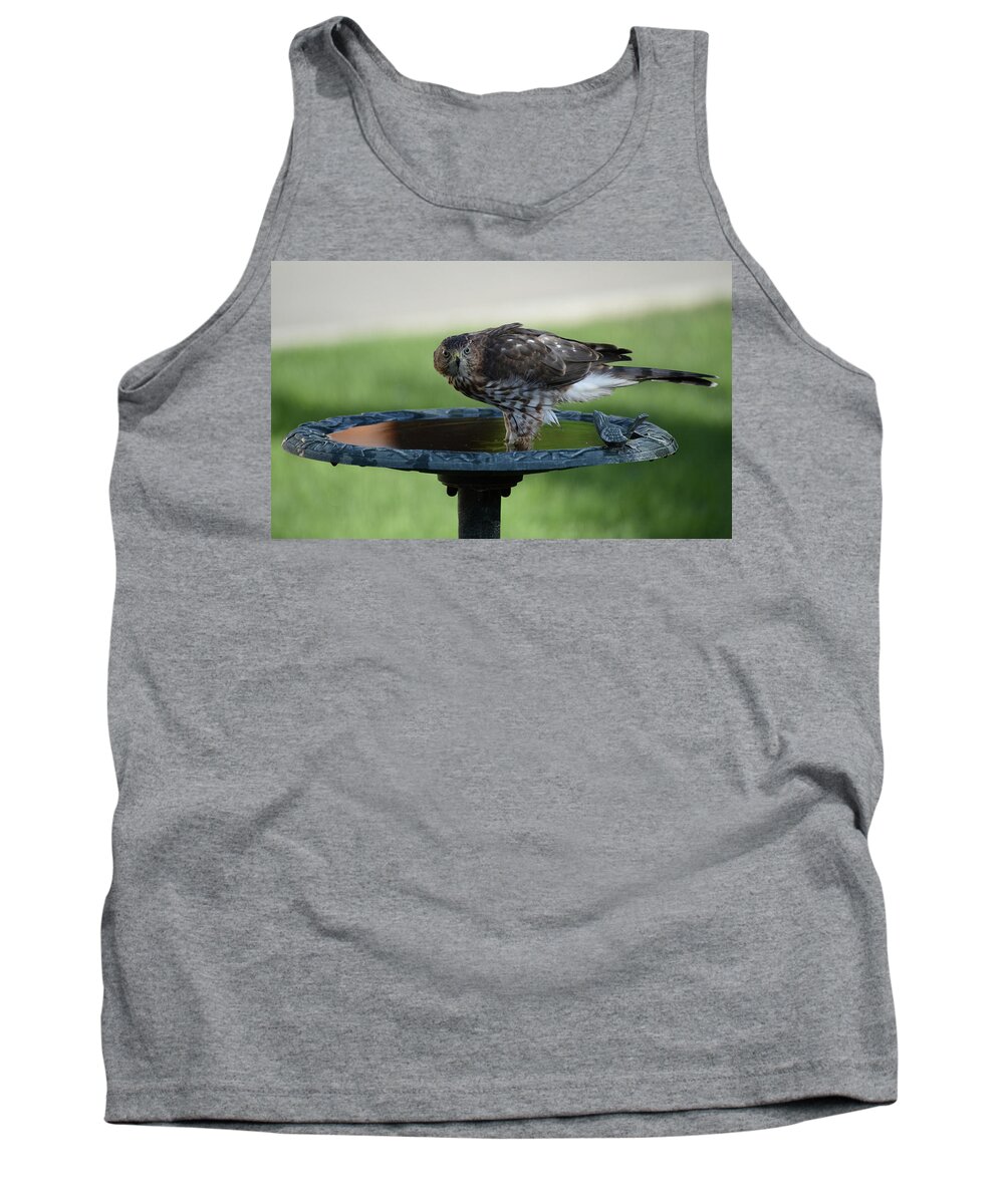 Coopers Hawk At A Birdbath-raptor-images Of Raeannm.garrett- Photography- Birds Of Colorado-immature Coopers Hawk- Colorado Birds-#raeannmgarrett Tank Top featuring the photograph At the Water 2 by Rae Ann M Garrett