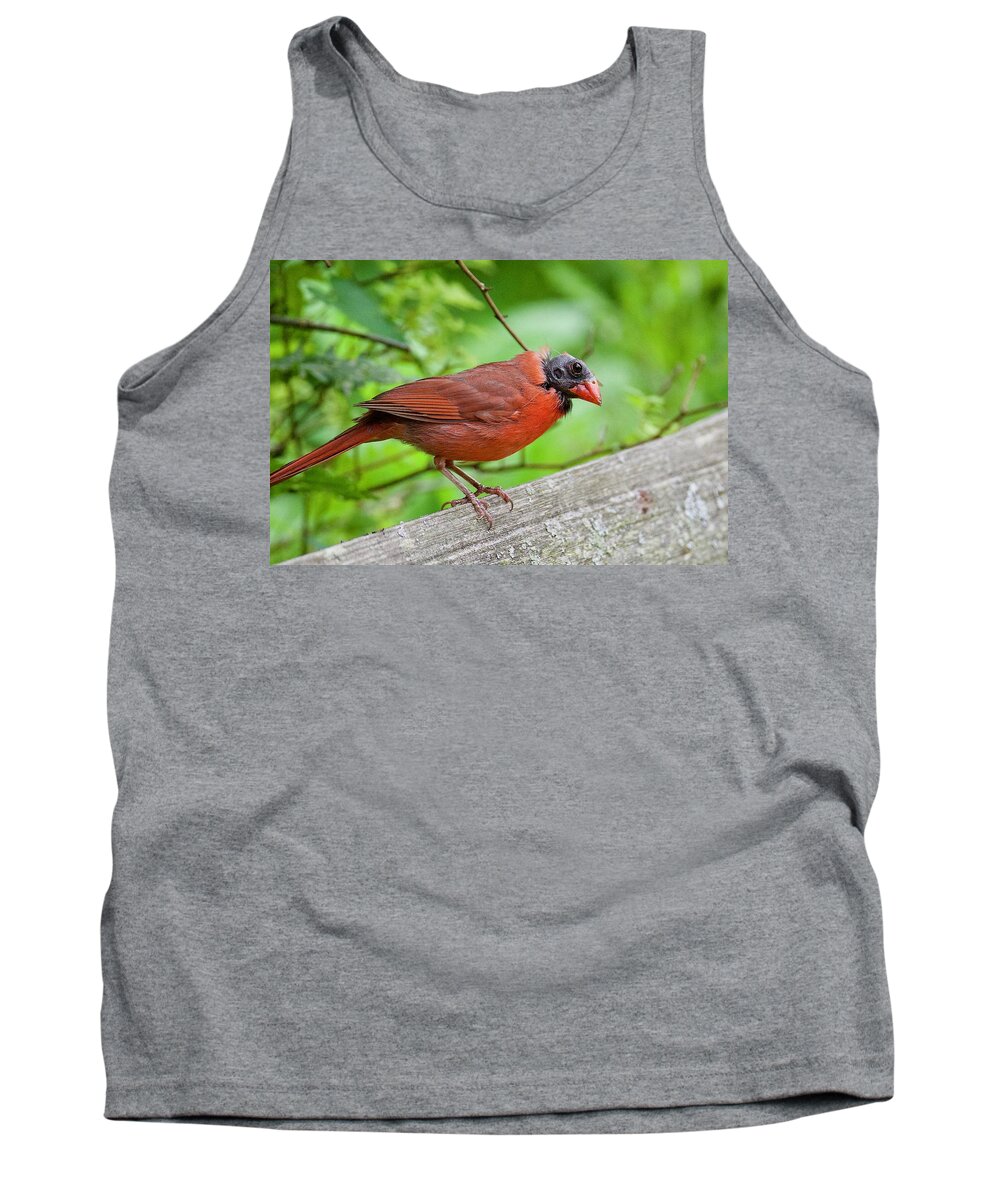 Bald Tank Top featuring the photograph Bald Northern Cardinal by Michael Peychich