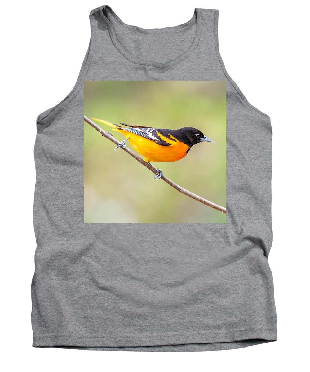 Baltimore Tank Top featuring the photograph Baltimore Oriole by Paul Freidlund
