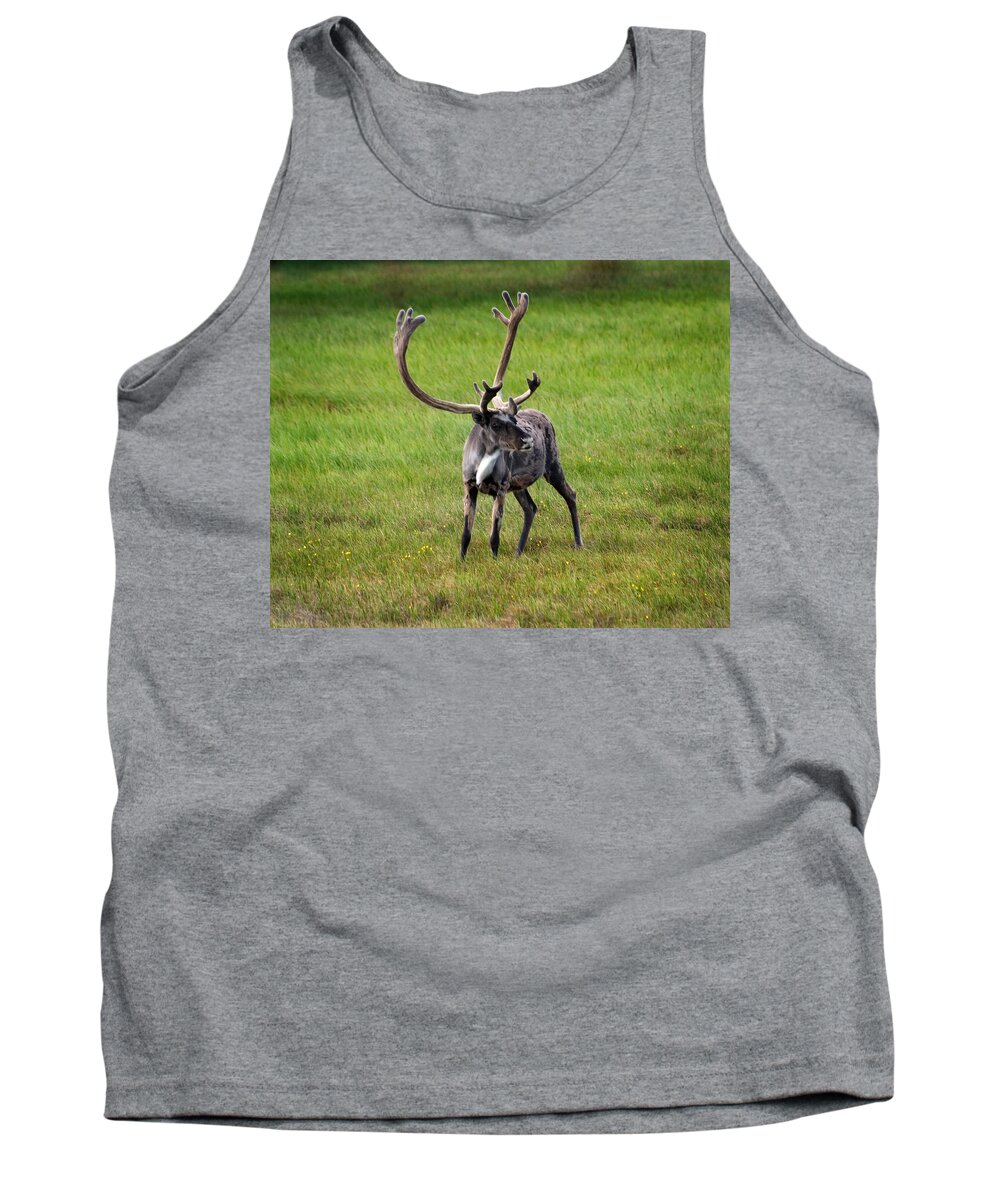 Caribou Tank Top featuring the photograph Big Horn by Anthony Jones