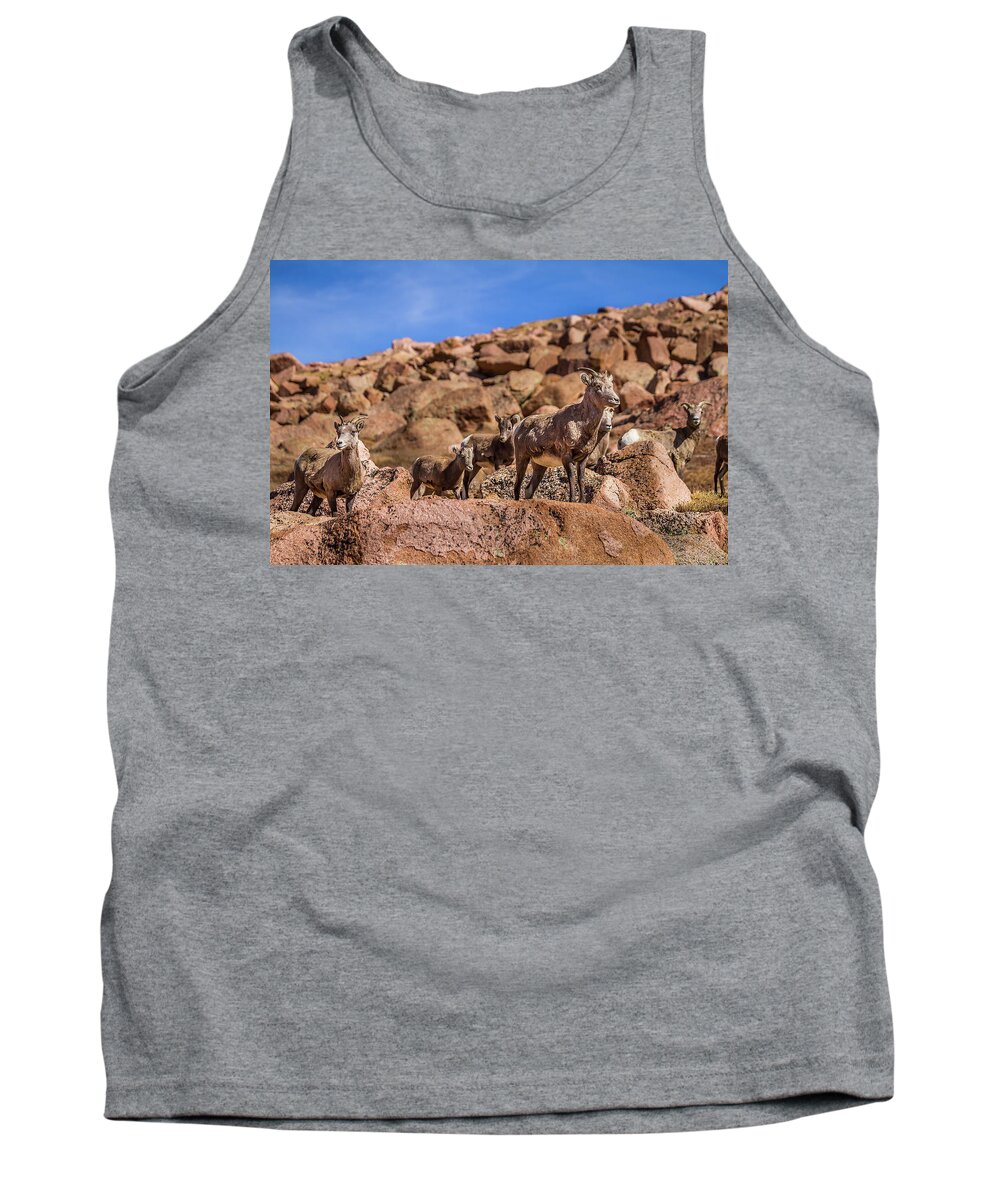 Animal Tank Top featuring the photograph Big Horn Sheep by Ron Pate