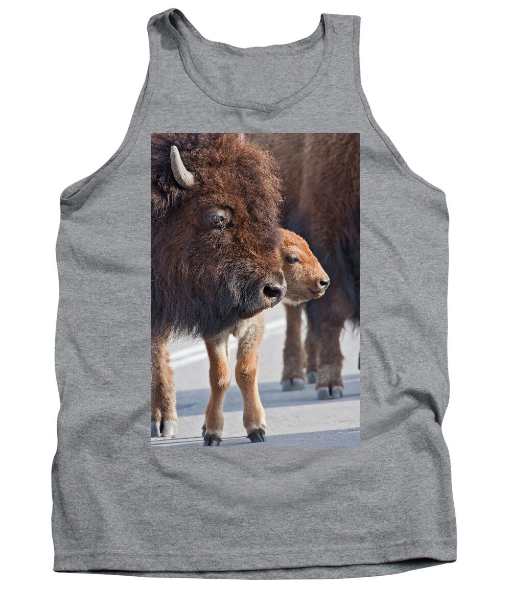 Buffalo Tank Top featuring the photograph Bison Family by Wesley Aston