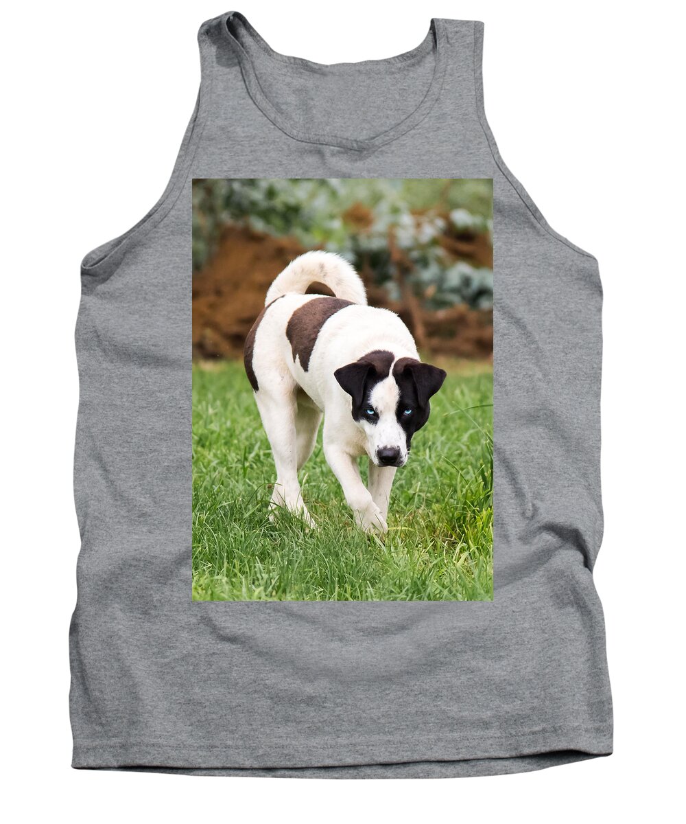 Blue Eyed Dog Tank Top featuring the photograph Blue Eyed Dog by Holden The Moment
