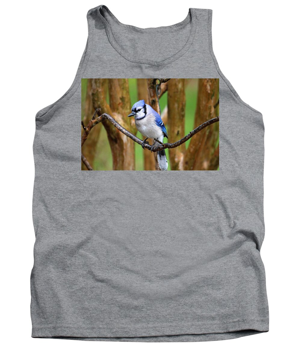 Birds Tank Top featuring the photograph Blue Jay on a Branch by Trina Ansel