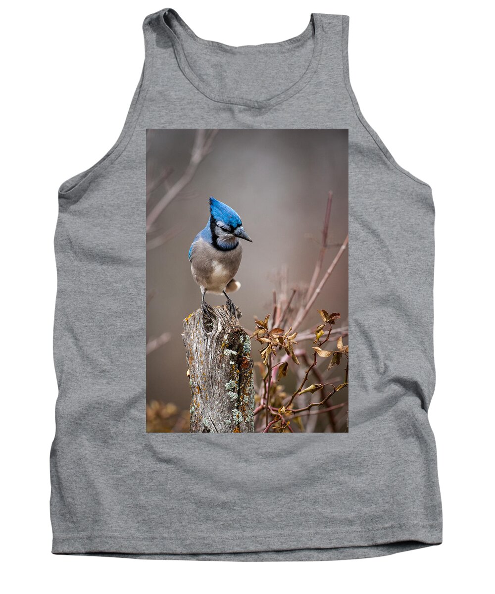 Animal Tank Top featuring the photograph Blue Jay on Hedge Post 2 by Jeff Phillippi
