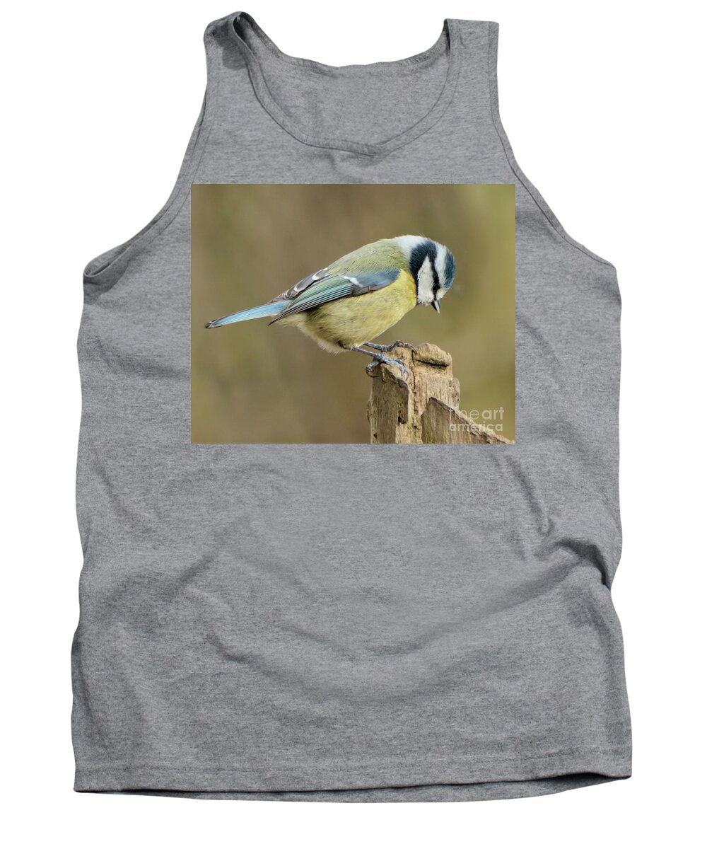 Bird Tank Top featuring the photograph Blue Tit 2 by Baggieoldboy