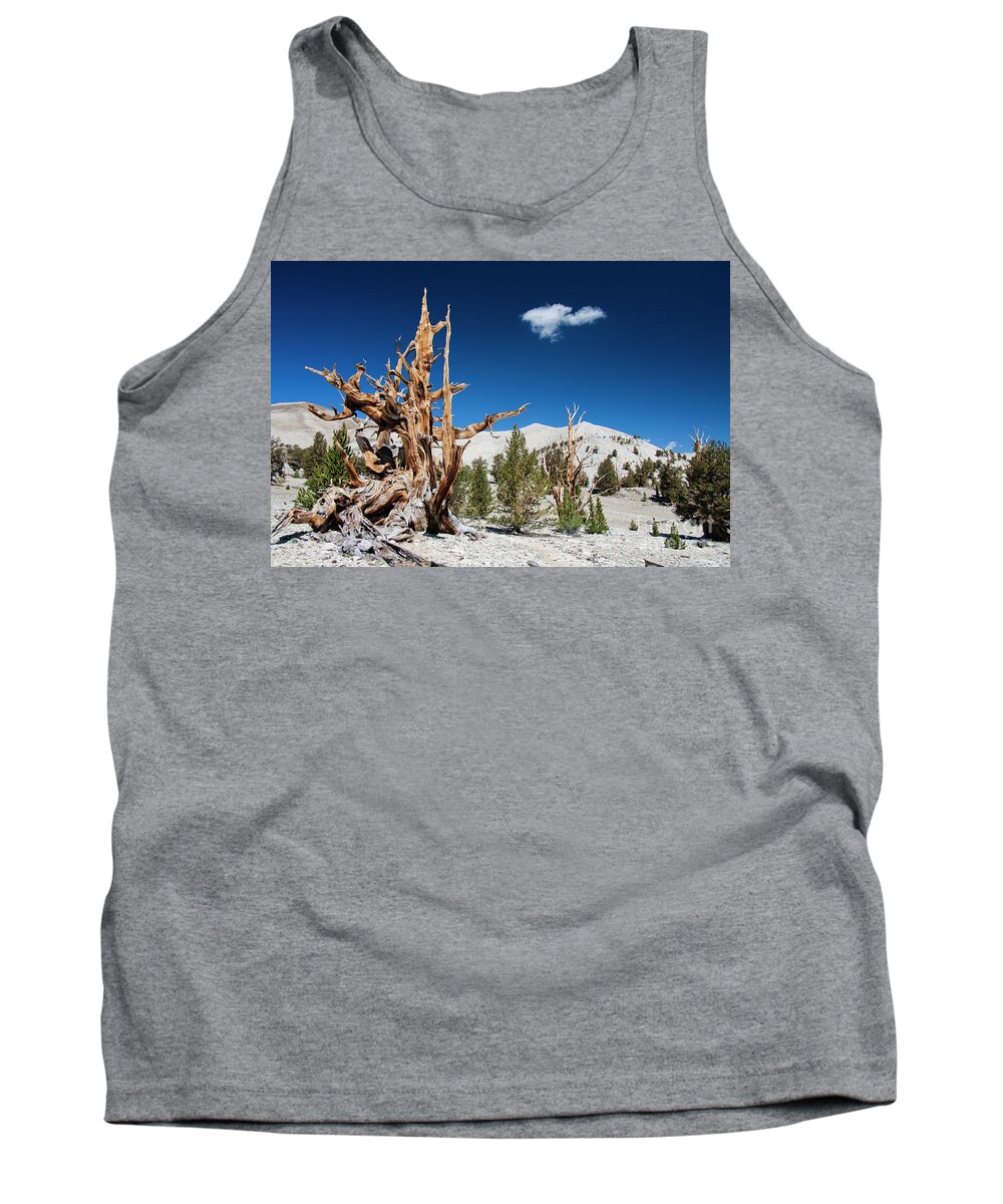 Ancient Tank Top featuring the photograph Bristlecone Pine - Pinus Longaeva by Olivier Steiner