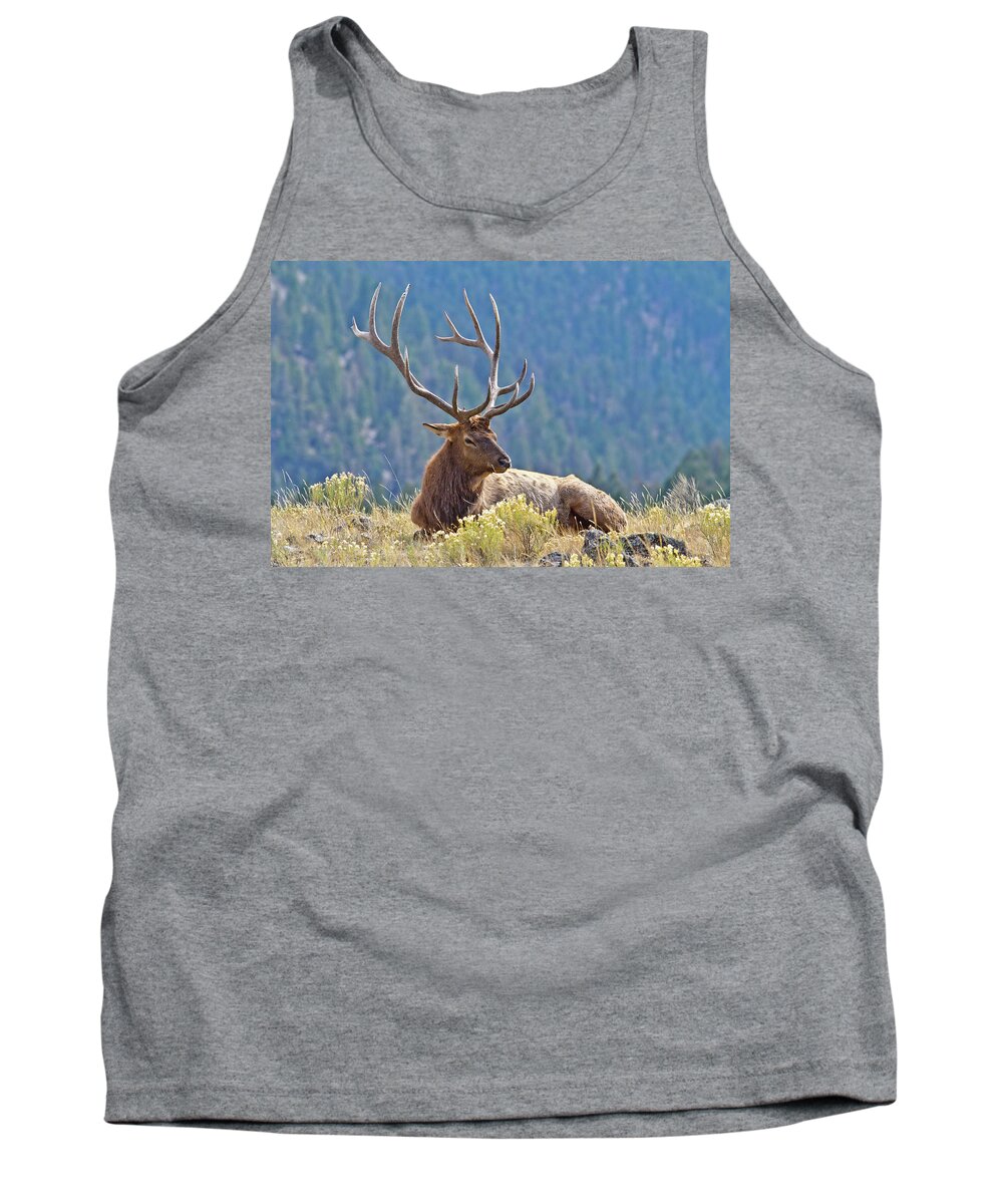 Elk Tank Top featuring the photograph Bull Elk Resting by Wesley Aston
