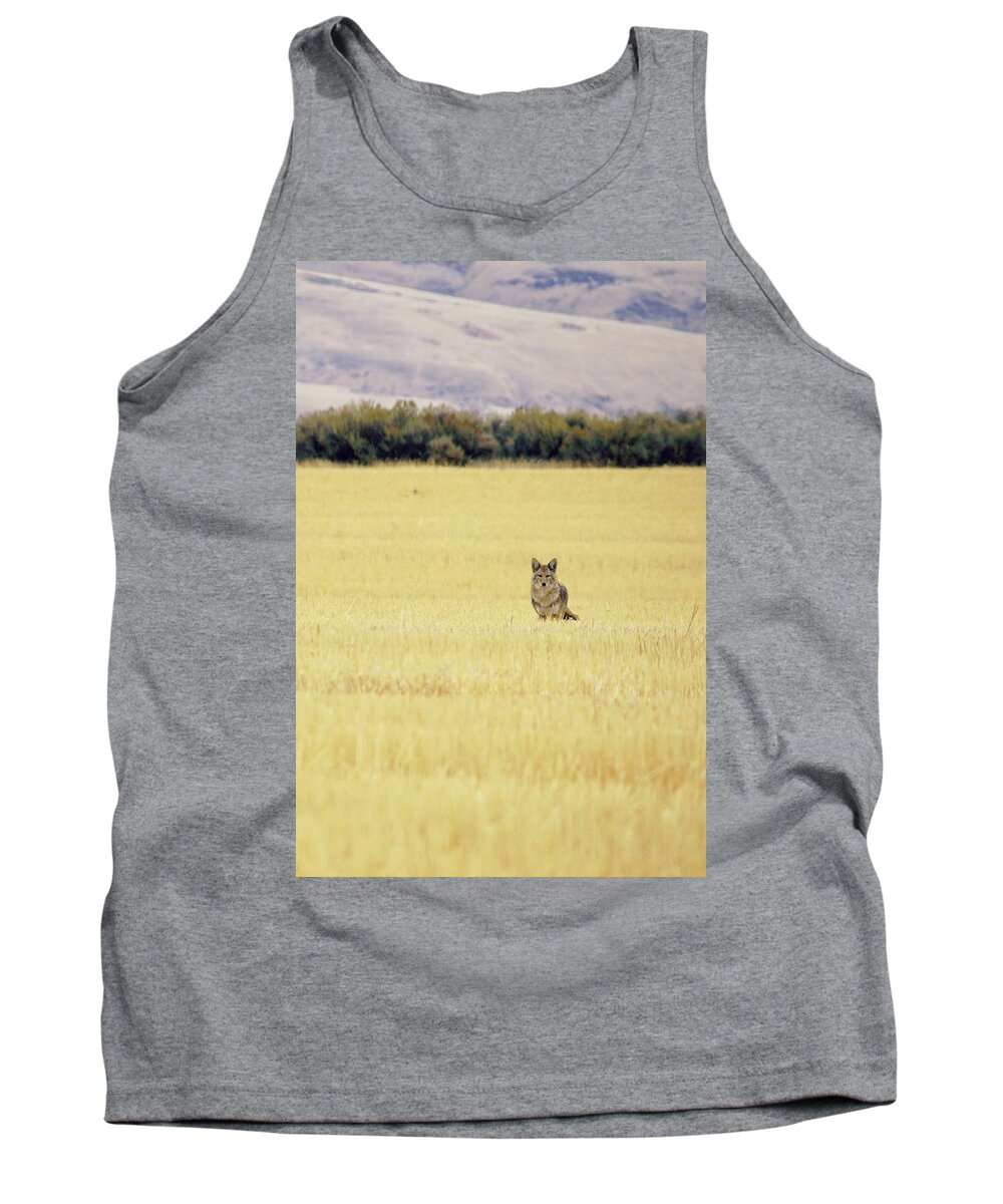 Landscape Tank Top featuring the photograph Canidae by Robin Dickinson