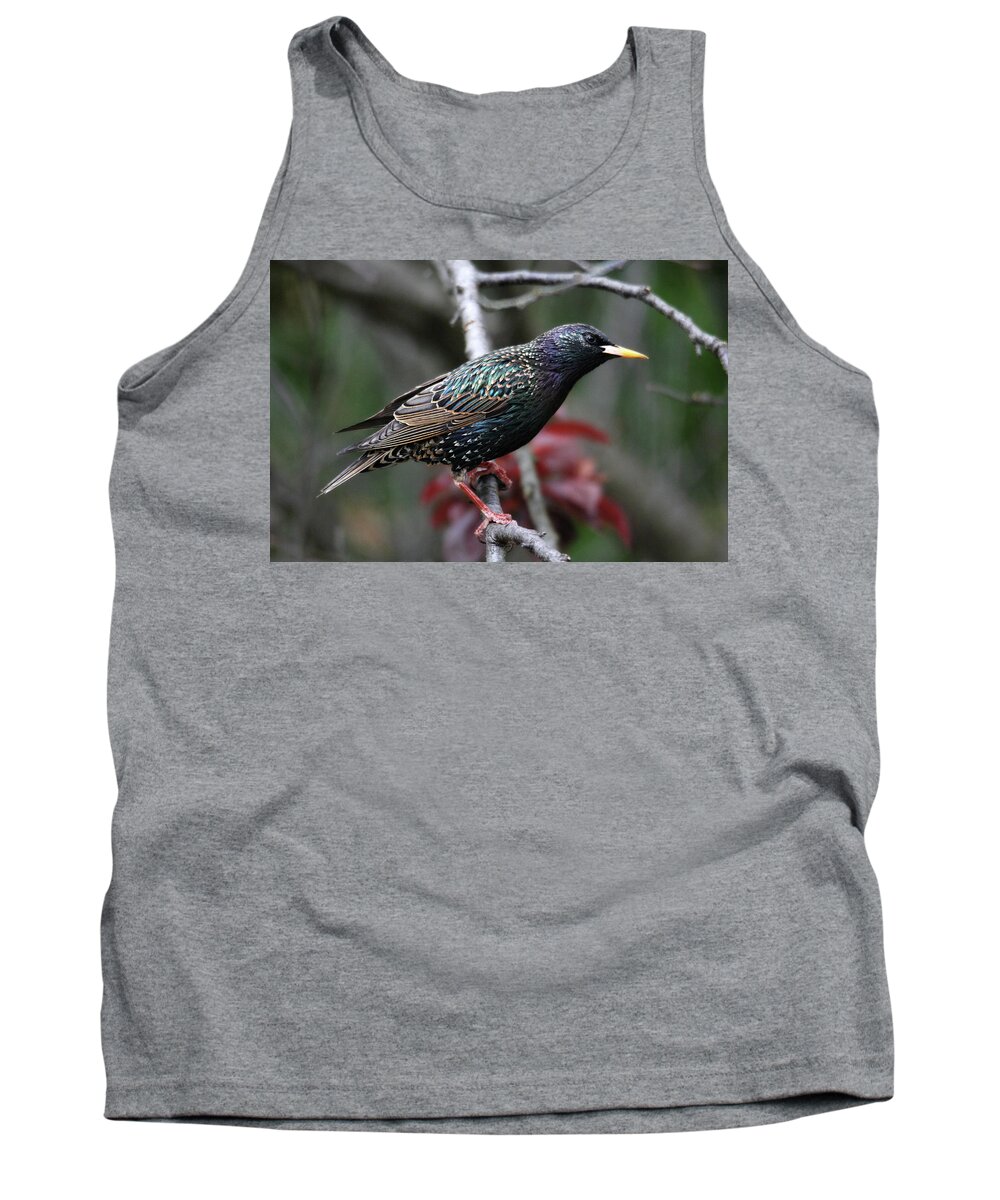 Birds Tank Top featuring the photograph Common Starling by Trina Ansel