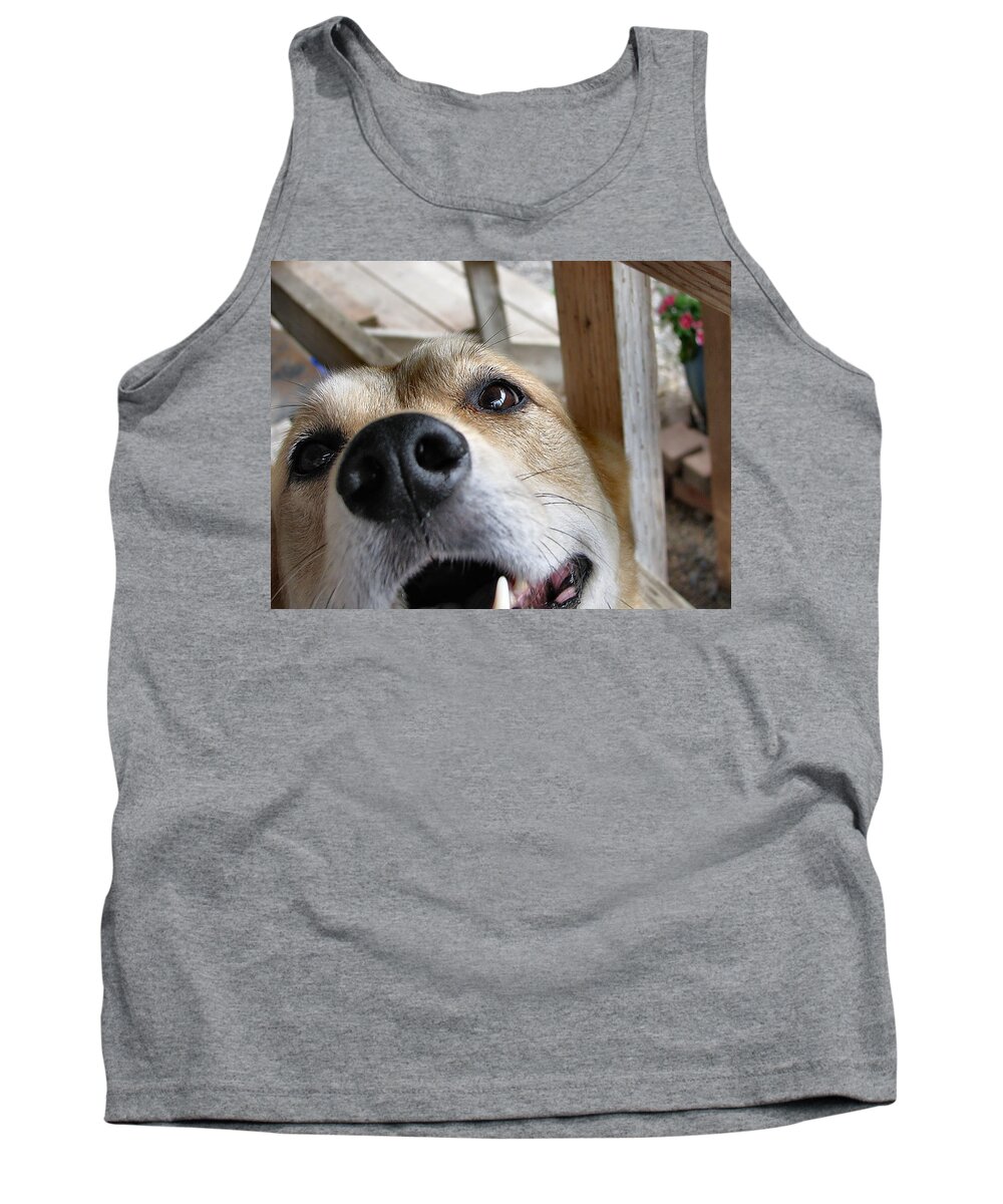 Dog Tank Top featuring the photograph Coookiesss? by Rory Siegel