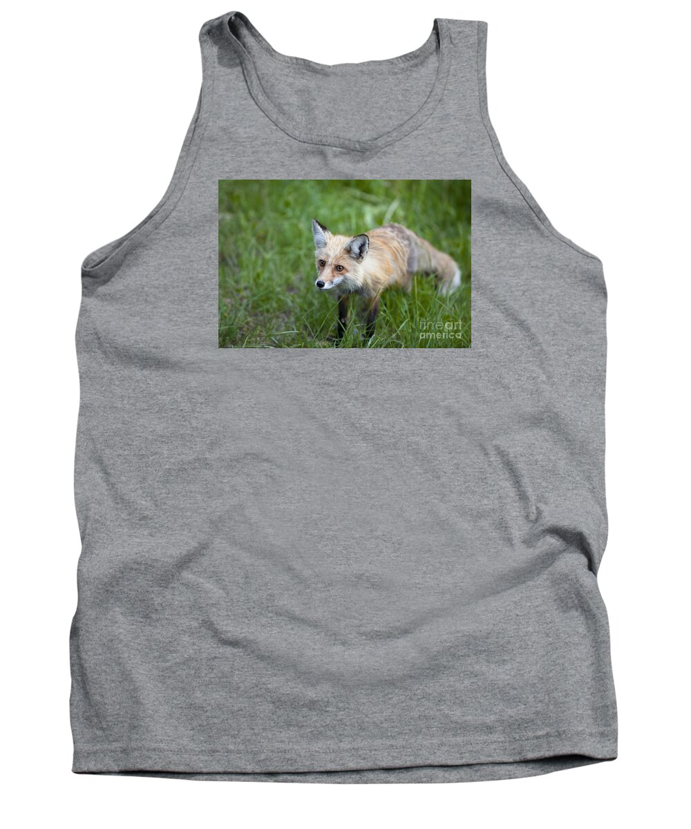 Wild Red Fox Tank Top featuring the photograph Curious Red Fox by Keith Kapple
