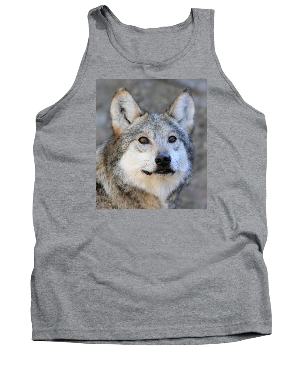 Mexican Grey Wolf Tank Top featuring the photograph Curious Wolf by Elaine Malott