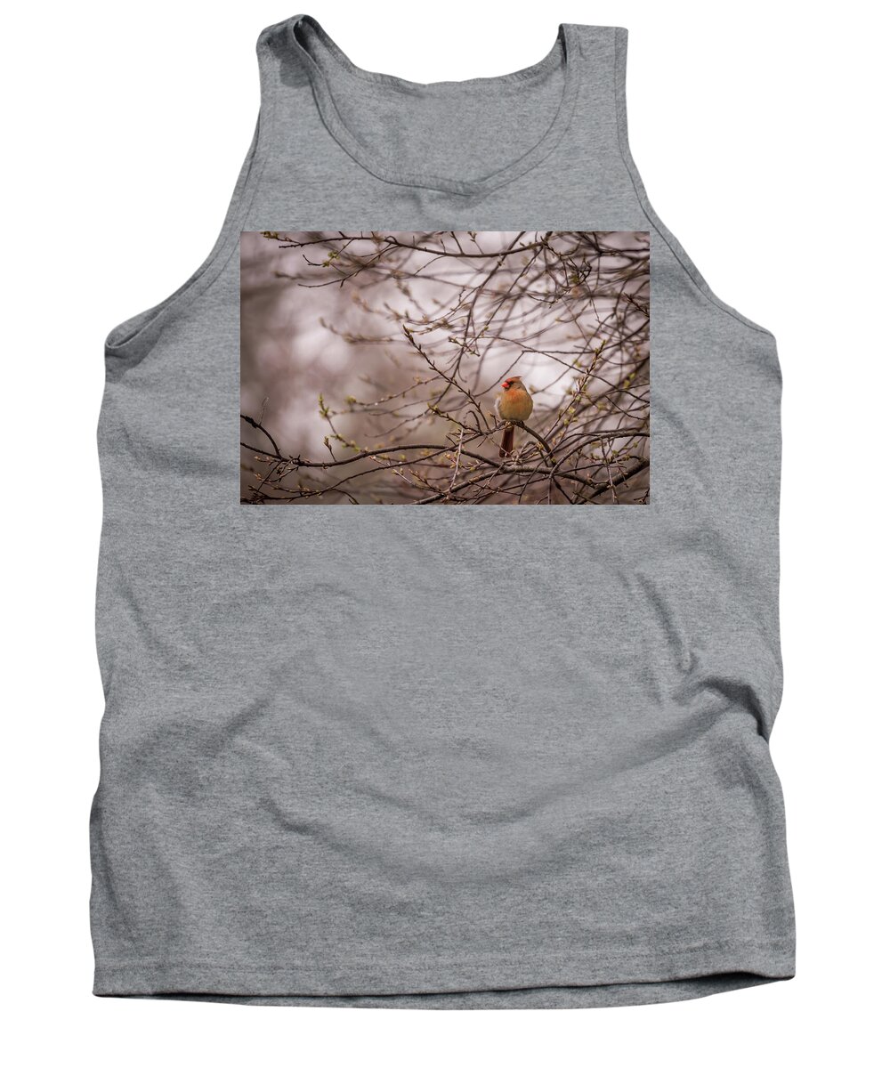 Terry D Photography Tank Top featuring the photograph Female Cardinal in Spring 2017 by Terry DeLuco
