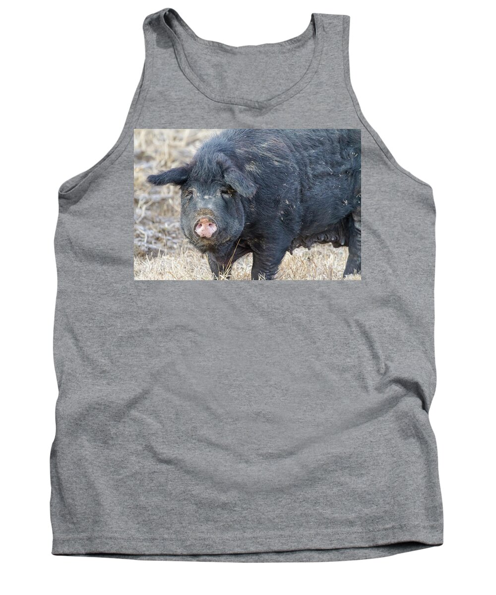 Pig Tank Top featuring the photograph Female Hog by James BO Insogna