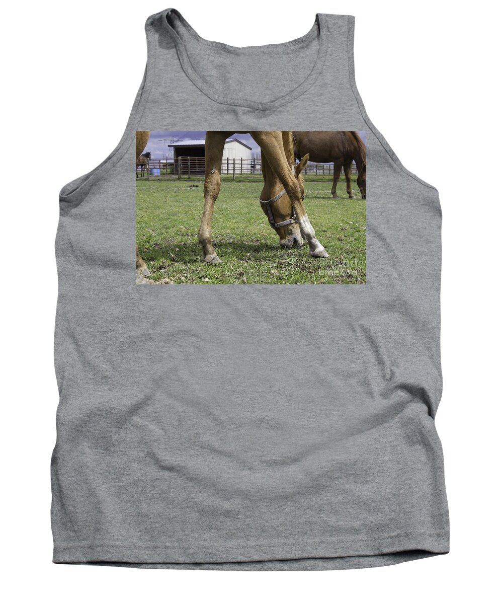 Landscape Tank Top featuring the photograph Ginger horse grazing by Donna L Munro