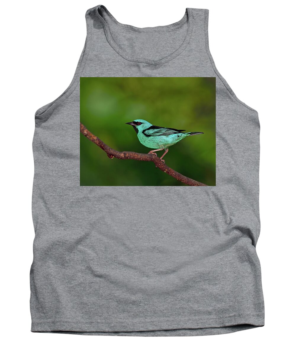 Blue Dacnis Tank Top featuring the photograph Highlight by Tony Beck