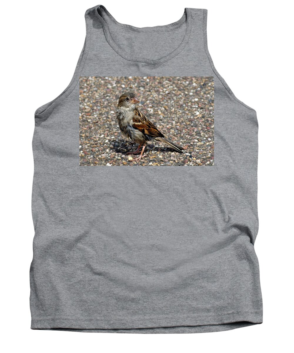 Bakewell Tank Top featuring the photograph House Sparrow Portrait by Rod Johnson