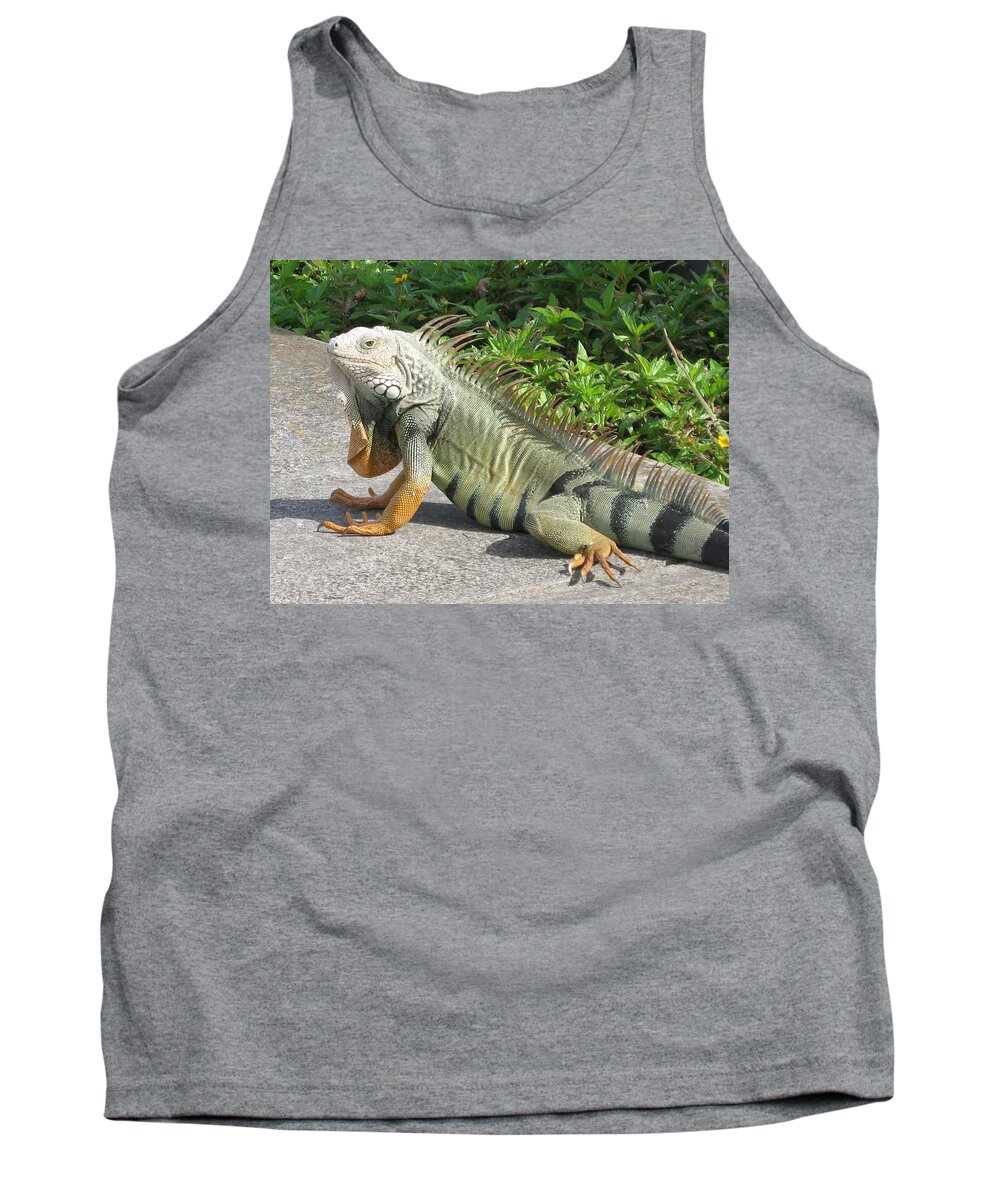 Iguania Tank Top featuring the photograph Iguania Sunbathing by Christiane Schulze Art And Photography