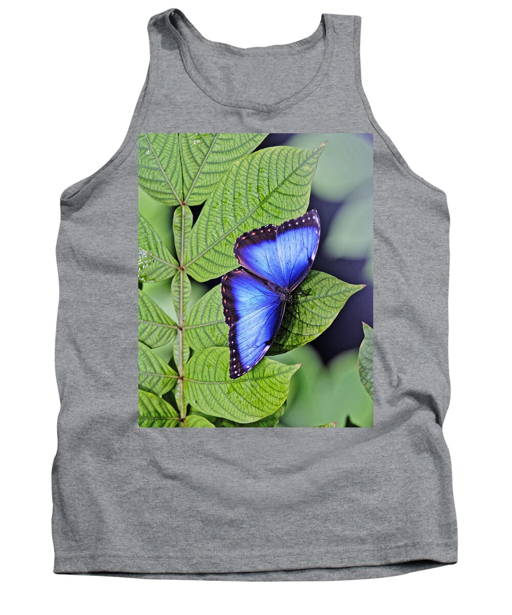 Darin Volpe Animals Tank Top featuring the photograph Iridescence - Blue Morpho Butterfly at California Academy of Sciences, San Francisco by Darin Volpe