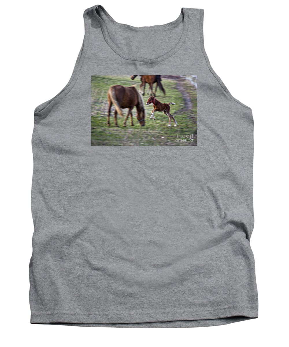 Amish Horse Tank Top featuring the photograph Jumper by David Arment
