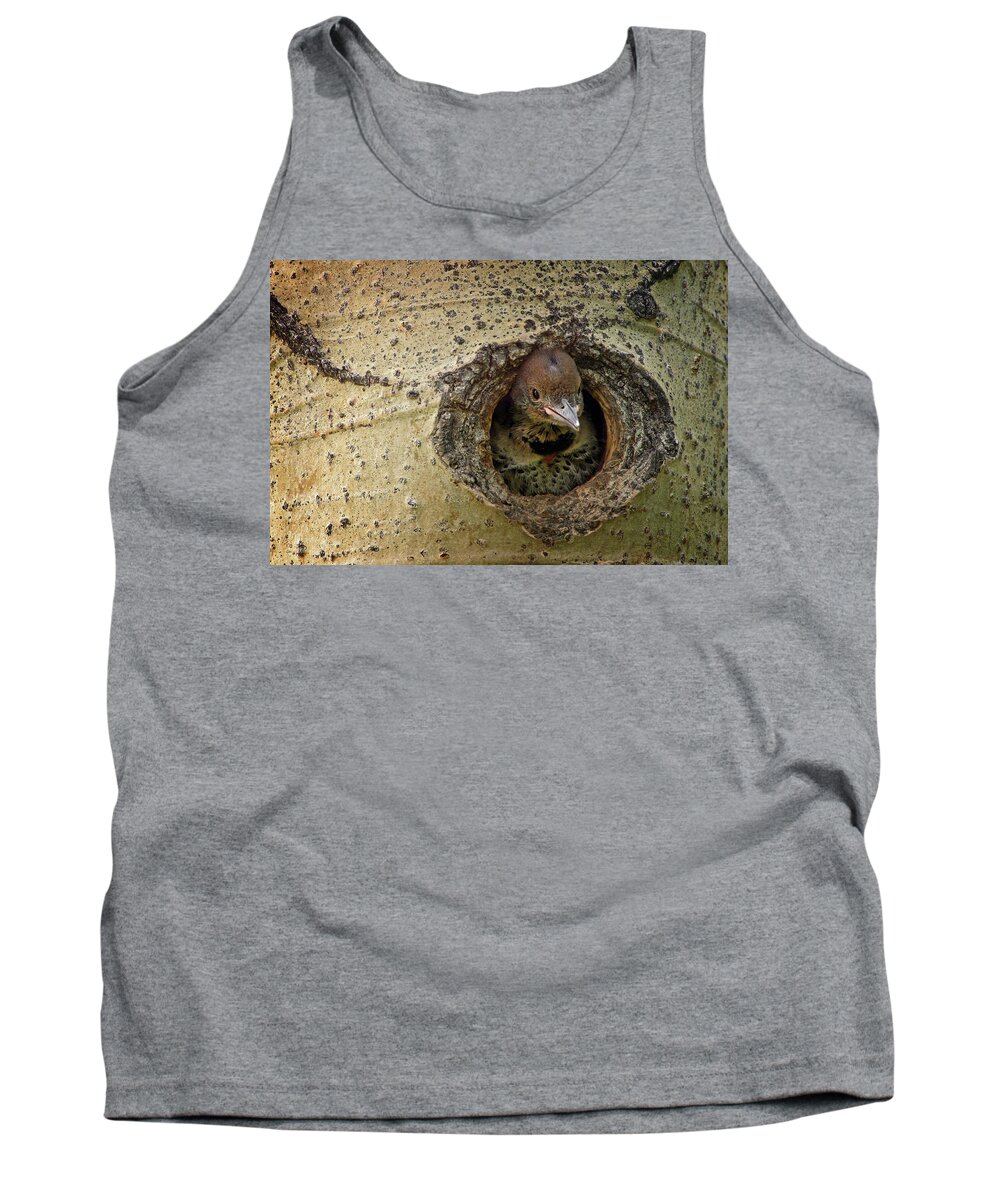 Juvenile Northern Flicker Tank Top featuring the photograph Juvenile Flicker by Inge Riis McDonald