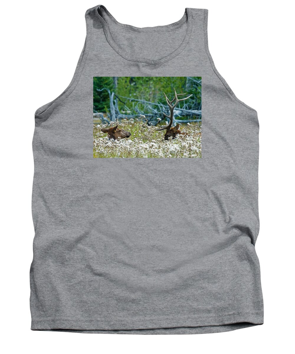 Elk Tank Top featuring the photograph Lazy Days by Wesley Aston