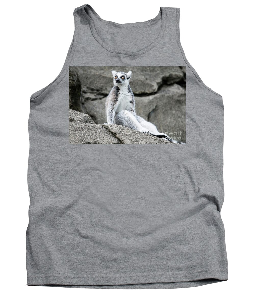 Cincinnati Zoo Tank Top featuring the photograph Lemur the Cutie by Ed Taylor