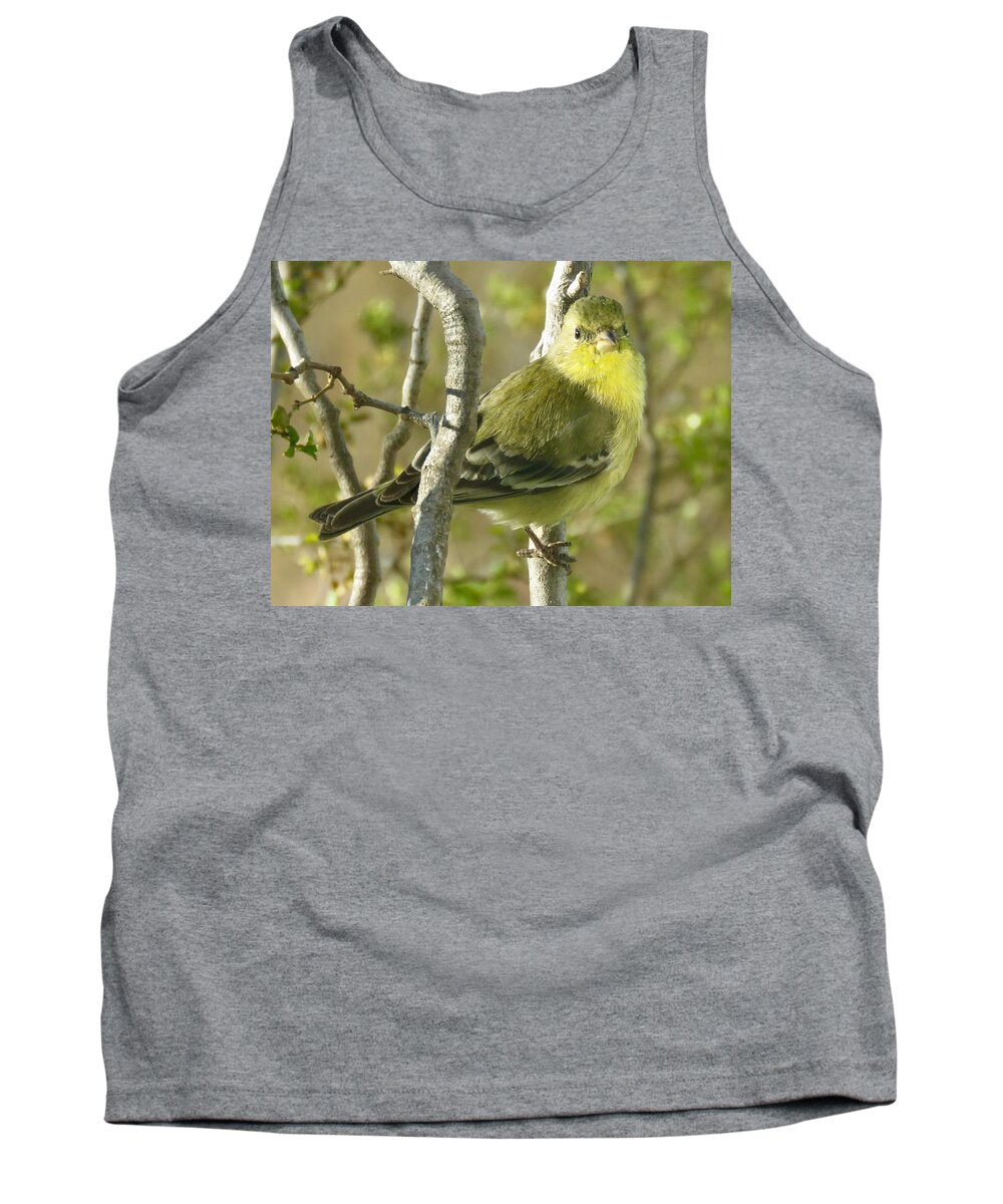 American Goldfinch Tank Top featuring the photograph Lesser Goldfinch 1 by Judy Kennedy