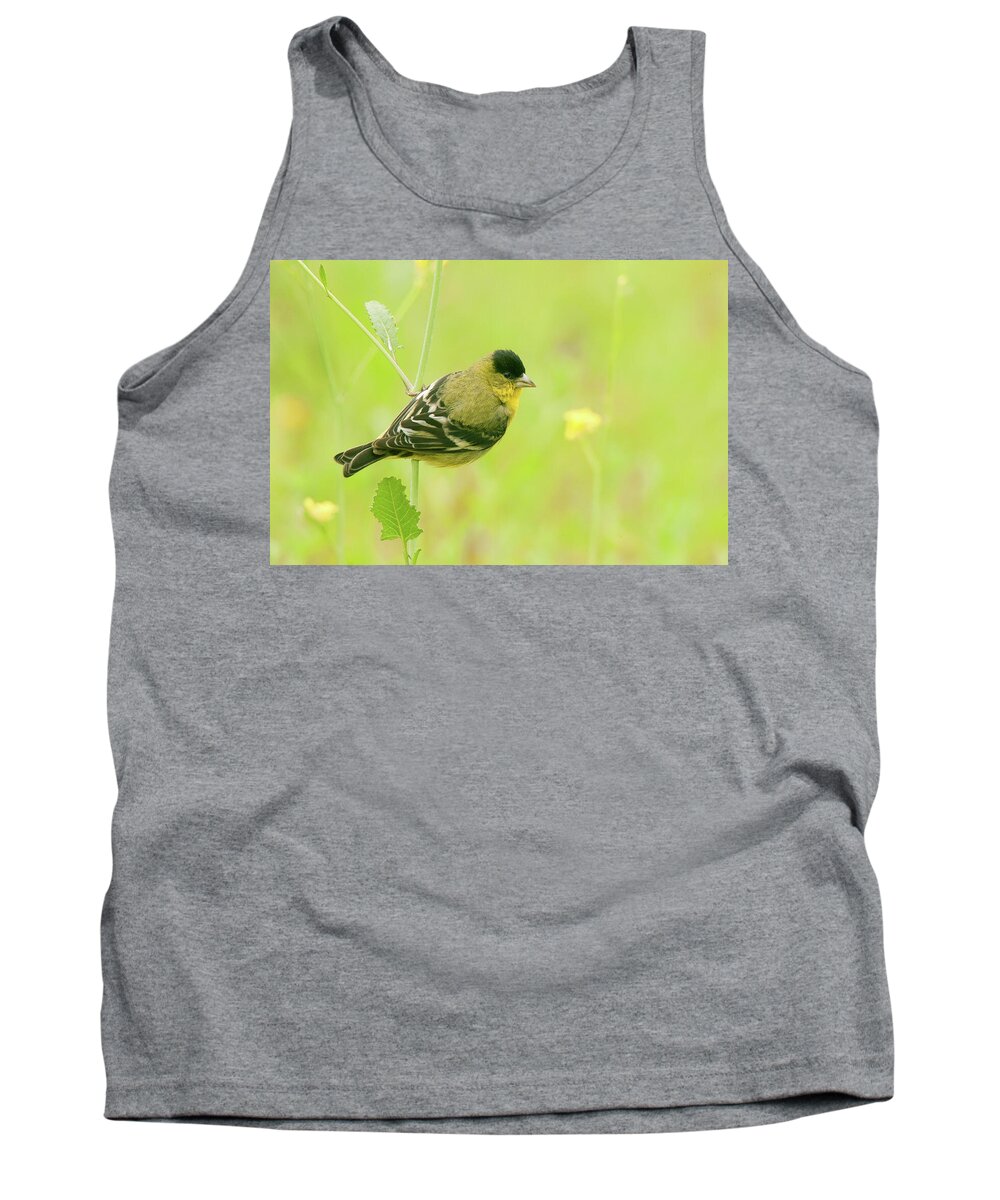 Spring Migration Tank Top featuring the photograph Lesser Goldfinch by Ram Vasudev