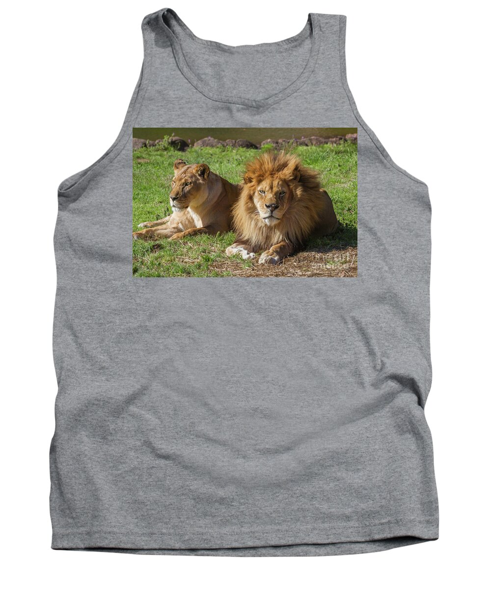 Mane Tank Top featuring the photograph Lion and Lioness by Karen Jorstad