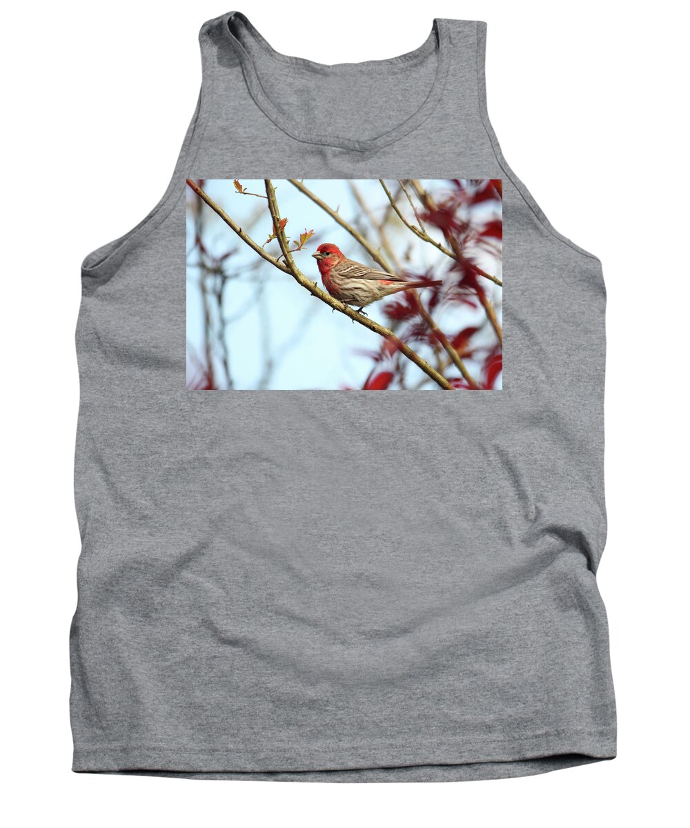 Birds Tank Top featuring the photograph Little Finch by Trina Ansel