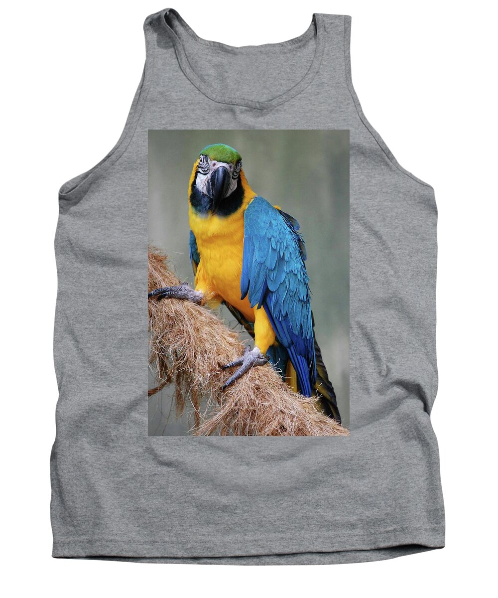 Blue And Yellow Macaw Tank Top featuring the photograph Magnificent Macaw by DigiArt Diaries by Vicky B Fuller