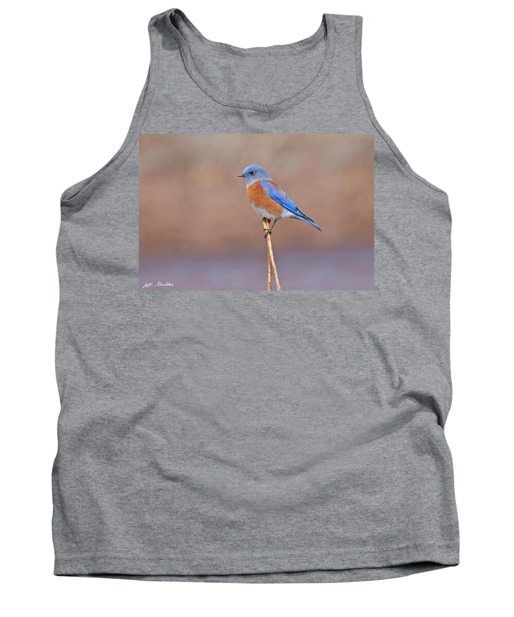 Adult Tank Top featuring the photograph Male Western Bluebird Perched on a Stalk by Jeff Goulden